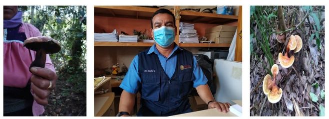 Exhortan a la poblaci&oacute;n no consumir hongos silvestres