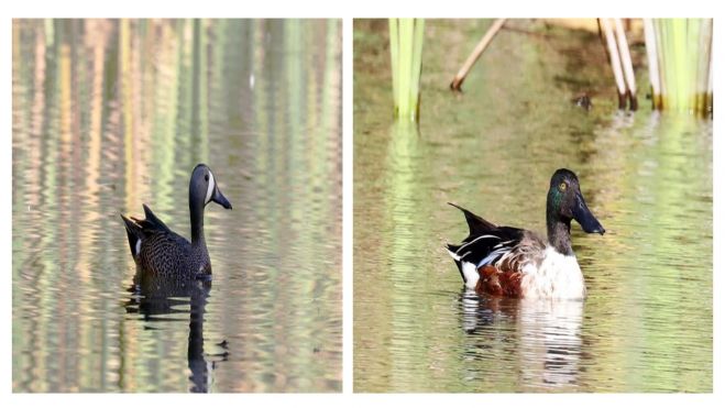 AVES MIGRATORIAS LLEGAN AL LAGO DE MAR&Iacute;A EUGENIA