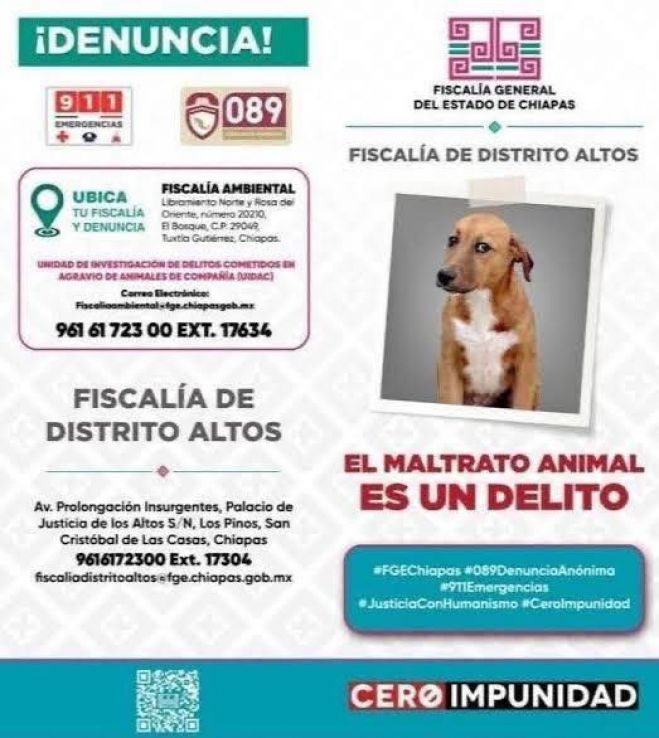 Dirección de Ecología atiende denuncia ciudadana por presunto maltrato animal