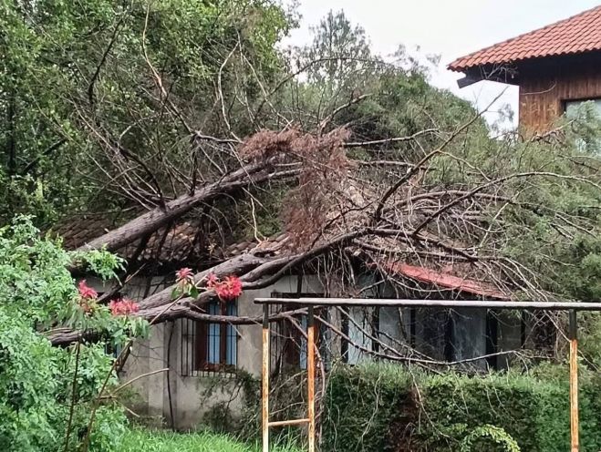 Emiten recomendaciones para prevenir riesgos por ca&iacute;da de &aacute;rboles 