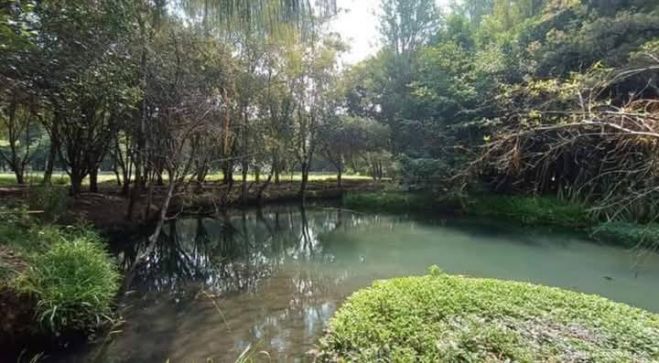 Universidad Intercultural de Chiapas impulsa reforestación y talleres ecológicos