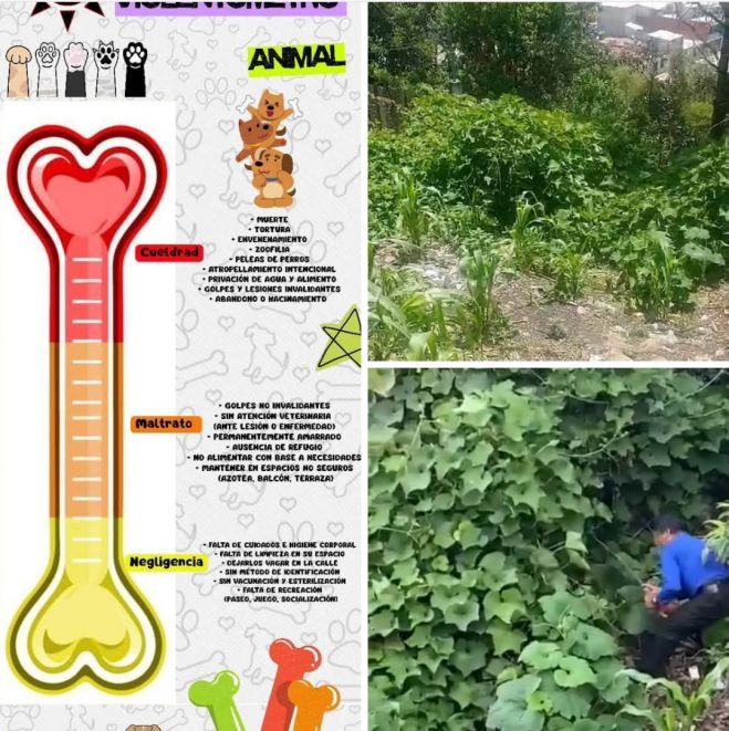 CECAM atiende denuncia por maltrato animal en San Cristóbal de Las Casas