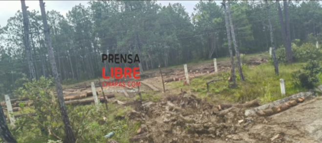 Destrucci&oacute;n del medio ambiente en Altamirano