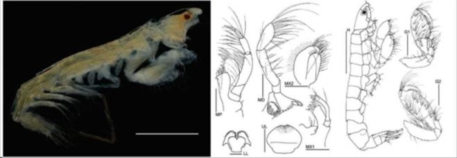 Nueva especie de crust&aacute;ceo descubierto en la plataforma de Yucat&aacute;n 