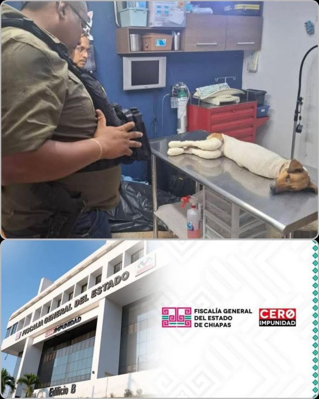 FGE inicia carpeta de investigación por el presunto delito de maltrato animal en Chiapilla