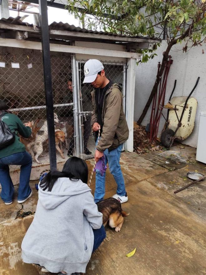 Piden proteger a mascotas ante riesgos en calles de San Cristóbal de Las Casas
