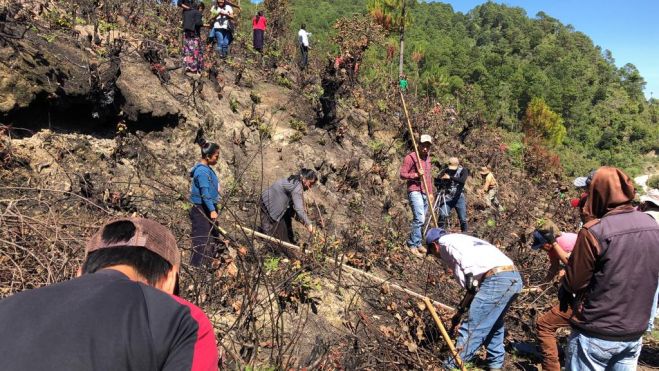 Reforestan en Zinacantán para recuperar hectáreas afectadas por incendio