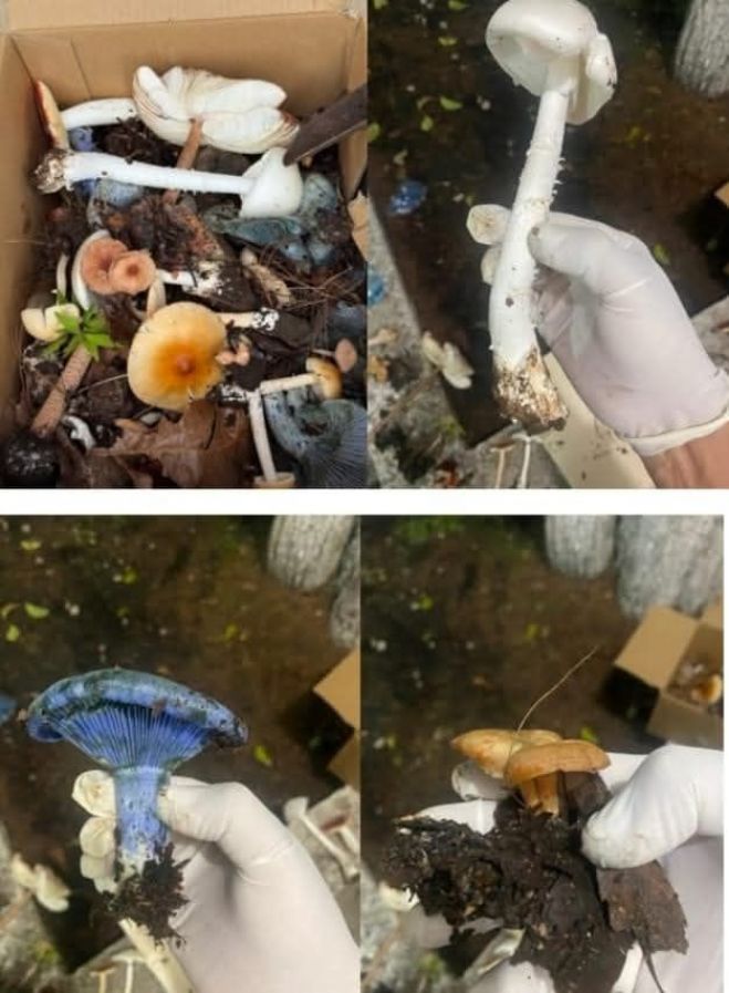 Emiten advertencia sobre hongos t&oacute;xicos