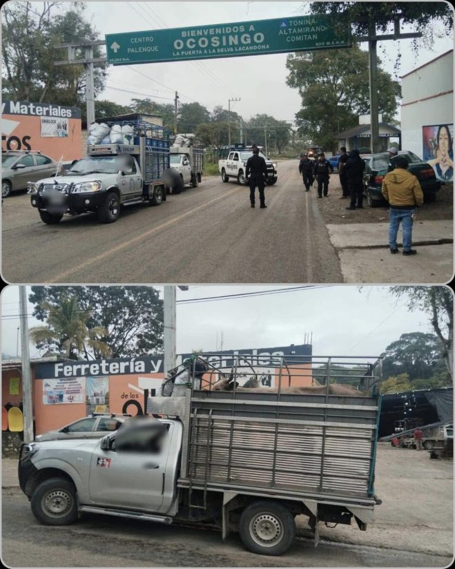 Aseguran vehículos por traslado ilegal de ganado en Ocosingo