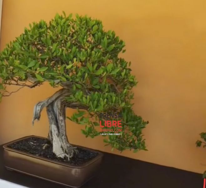 Delicado arte del Bons&aacute;i y Suiseki se exhibe en San Crist&oacute;bal