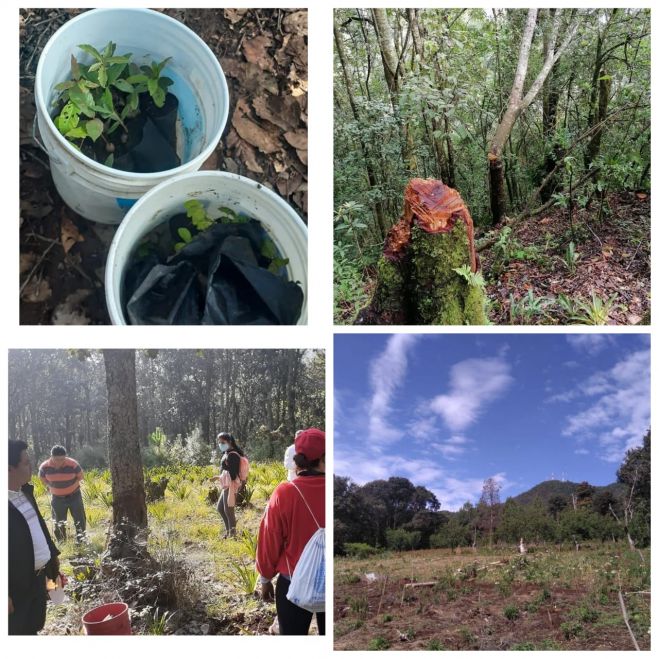 Siete mil arbolitos fueron sembrados en el cerro del Huitepec