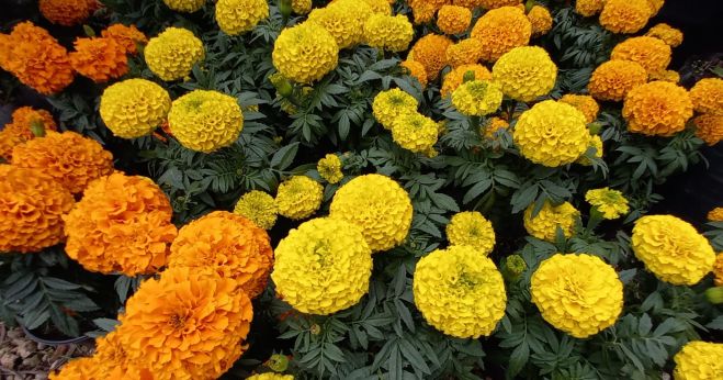 Viveros se preparan para la venta de la tradicional flor de cempasúchil