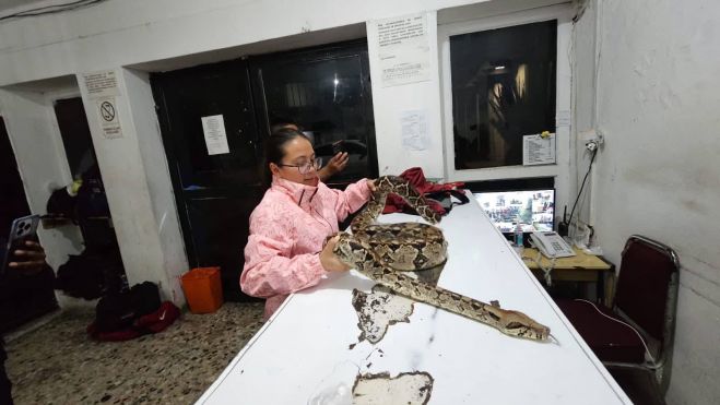 Boa provoca susto en mercado de San Crist&oacute;bal; autoridades la resguardan