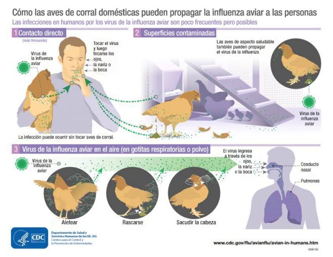 Detectan primer caso de influenza aviar en México: una niña de 3 años