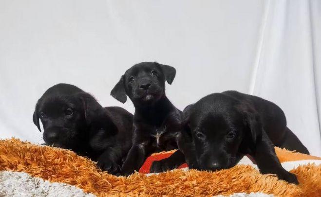 CECAM rescata a cachorros abandonados en colonia de SCLC; tres siguen en adopción