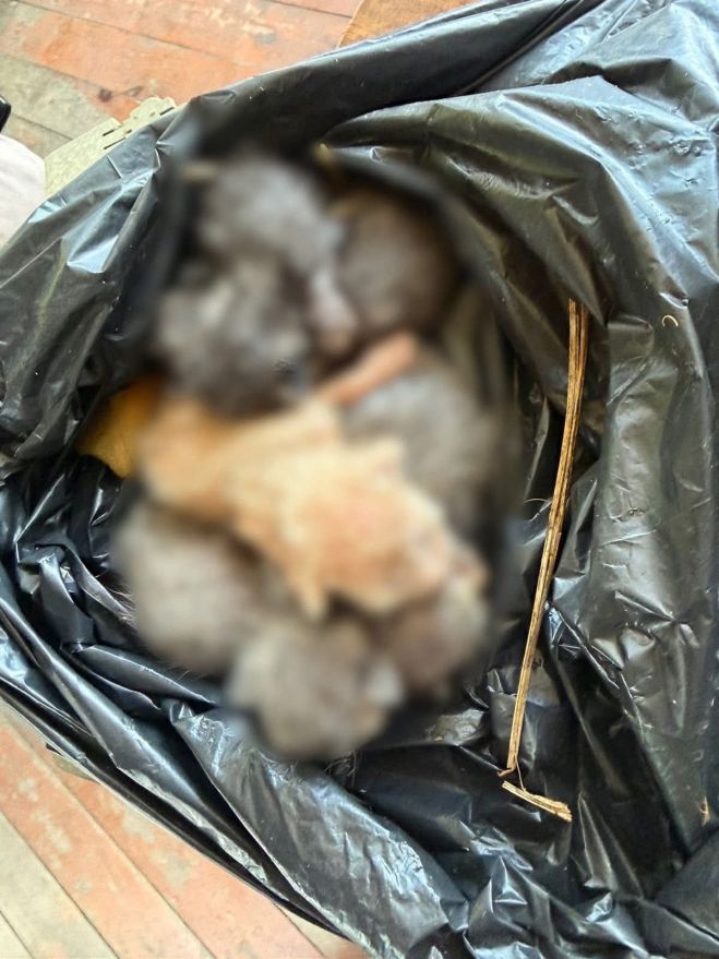 Rescatan a cuatro felinos en San Crist&oacute;bal; Ayuntamiento refuerza llamado contra el maltrato animal