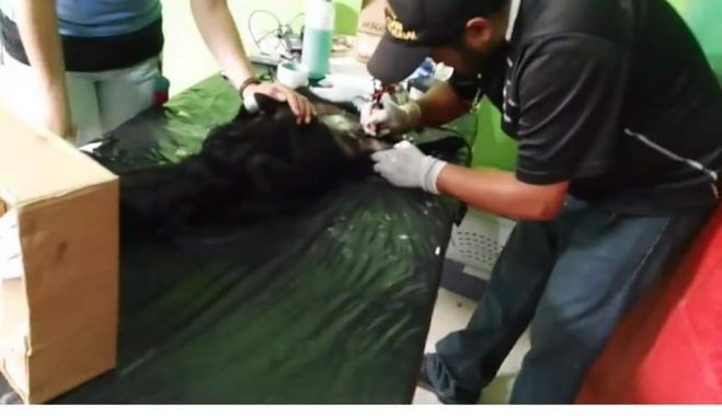 Se realizan 400 cirugías en la Cuarta Campaña de Esterilización en San Cristóbal de Las Casas 