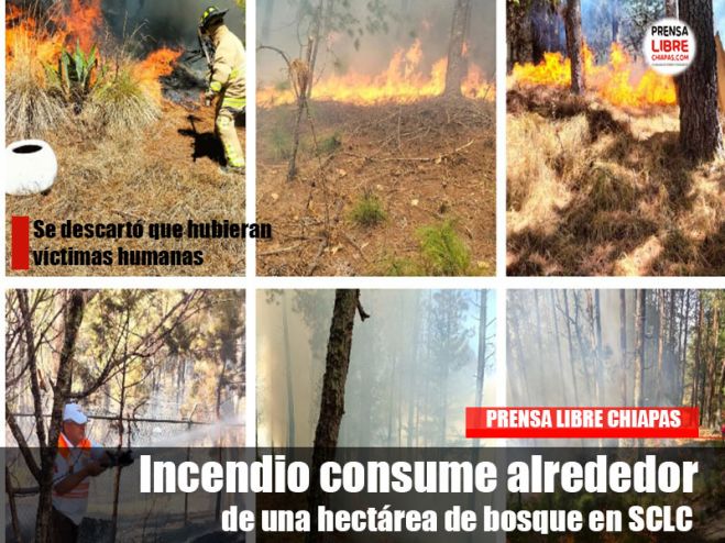 Incendio consume alrededor de una hect&aacute;rea de bosque en SCLC
