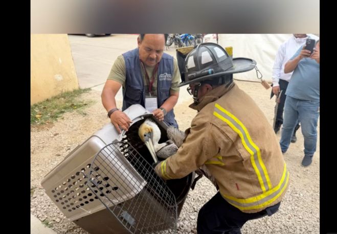 Rescatan pel&iacute;cano en San Crist&oacute;bal; otro fue sacrificado en Chamula