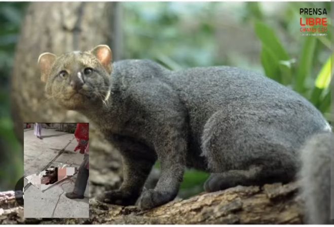 Confunden a un jaguarundi con un ser maligno y lo atacan en Zinacantán